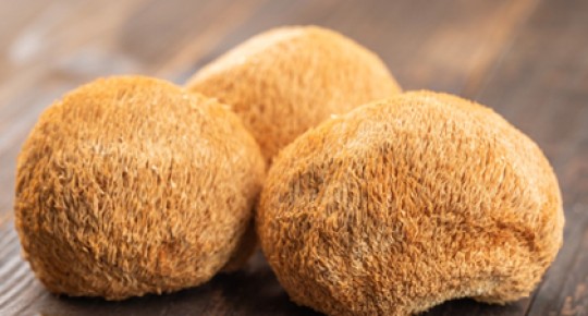 Hericium erinaceus extract