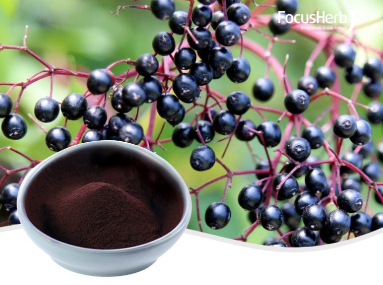 Elderberry Extract