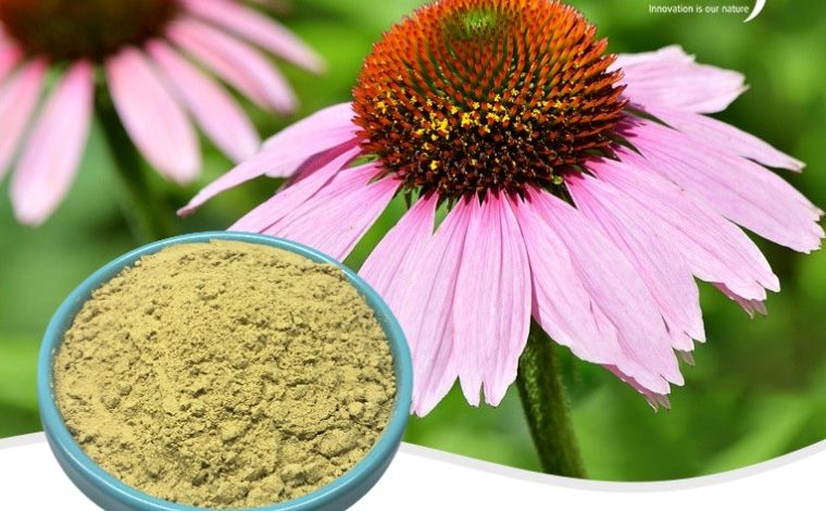 The Many Benefits of Plant Extracts to Promote Overall Health