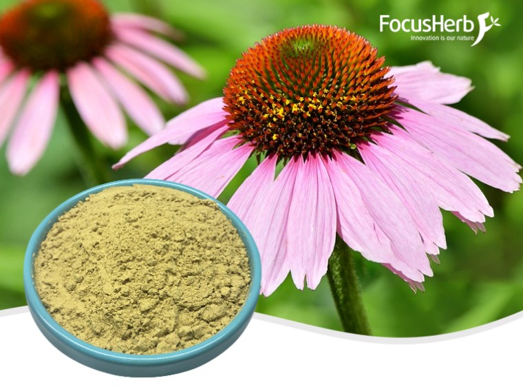 The Many Benefits of Plant Extracts to Promote Overall Health