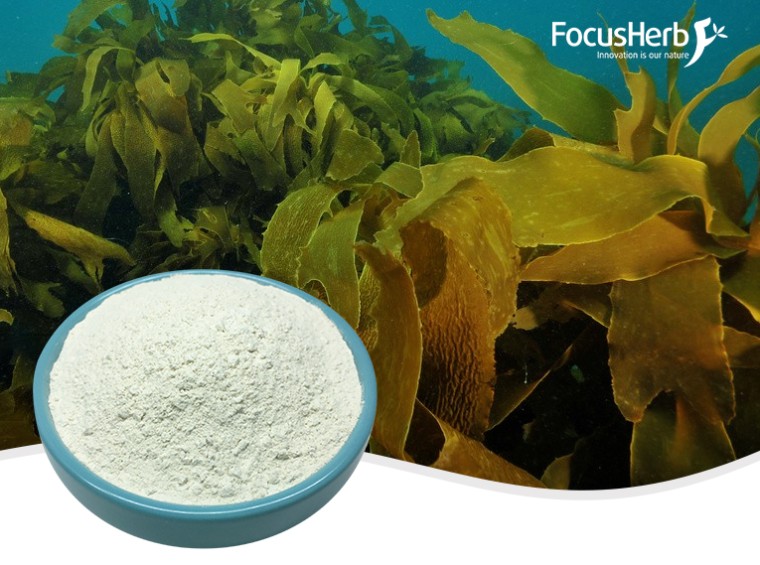 Exploring the Benefits of Herbal Extracts for Health and Wellness